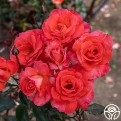 Robert Clements™ -Healthy Plant Shop Robert Clements 05