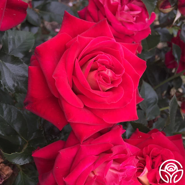 Smart & Sassy 3 Smart & Sassy