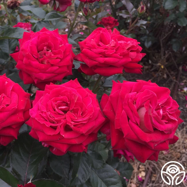 Smart & Sassy 4 Smart & Sassy - Image 2