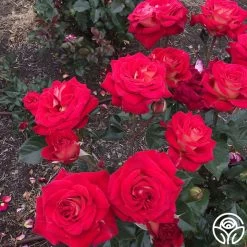 Smart & Sassy 8 Smart & Sassy -Healthy Plant Shop Smart Sassy 3