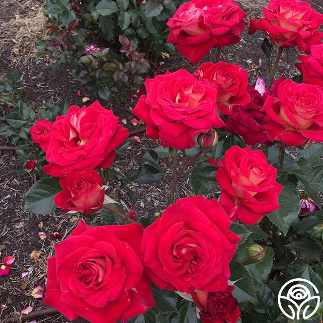 Smart & Sassy 5 Smart & Sassy - Image 3