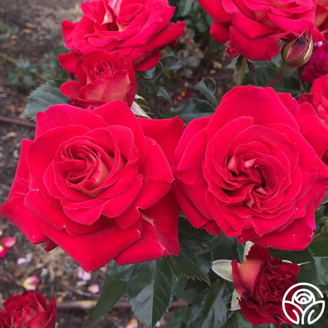 Smart & Sassy 6 Smart & Sassy - Image 4