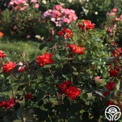 Sunrise At Heirloom™ -Healthy Plant Shop Sunrise At Heirloom 1