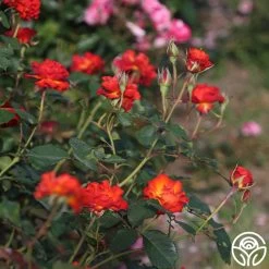 Sunrise At Heirloom™ -Healthy Plant Shop Sunrise At Heirloom 11