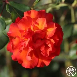 Sunrise At Heirloom™ -Healthy Plant Shop Sunrise At Heirloom 12