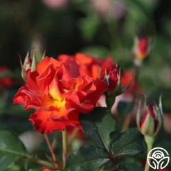 Sunrise At Heirloom™ -Healthy Plant Shop Sunrise At Heirloom 16