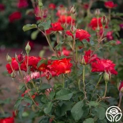 Sunrise At Heirloom™ -Healthy Plant Shop Sunrise At Heirloom 03