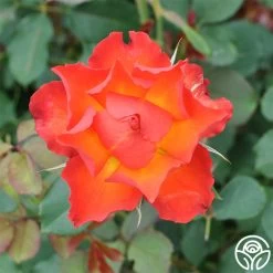 Sunrise At Heirloom™ -Healthy Plant Shop Sunrise at Heirloom 9