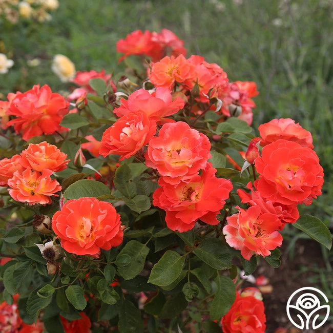 Tango 4 Tango - Image 2