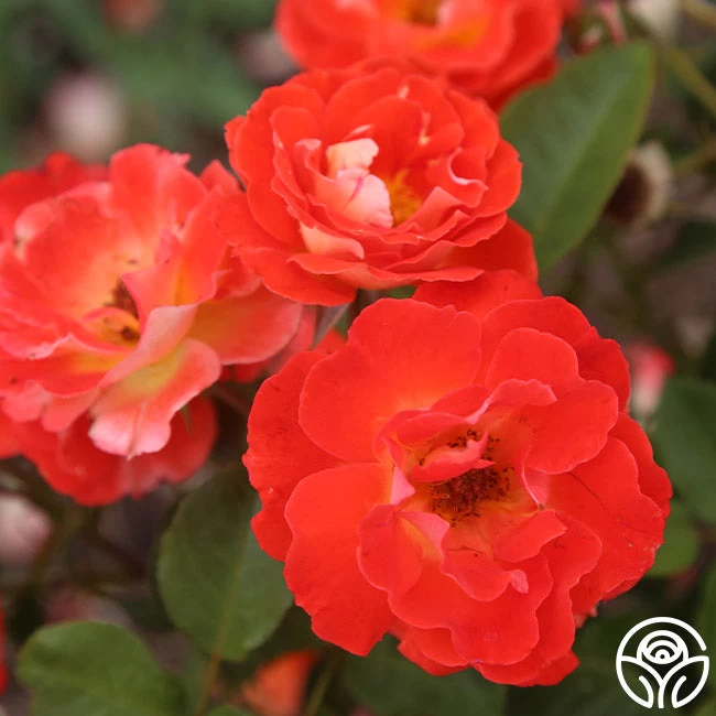 Tango 5 Tango - Image 3