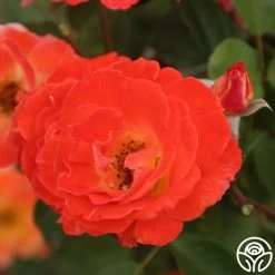 Tango 13 Tango -Healthy Plant Shop Tango 15