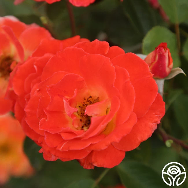 Tango 8 Tango - Image 6