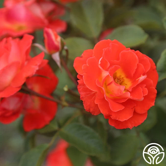 Tango 7 Tango - Image 5