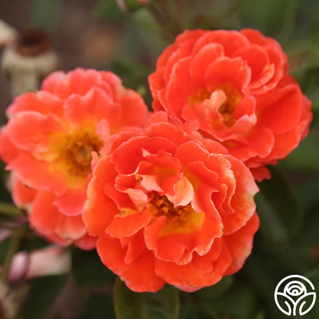 Tango 6 Tango - Image 4