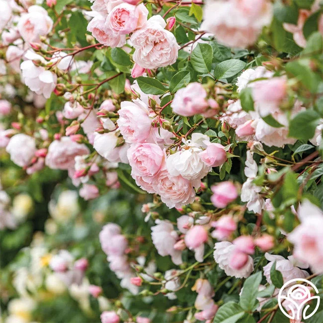 The Generous Gardener™ 5 The Generous Gardener™ - Image 3