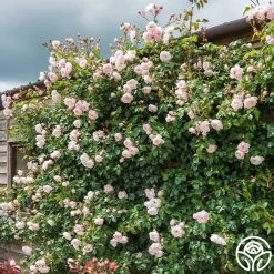 The Generous Gardener™ 19 The Generous Gardener™ -Healthy Plant Shop The Generous Gardener 2546