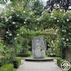 The Generous Gardener™ 18 The Generous Gardener™ -Healthy Plant Shop The Generous Gardener 256