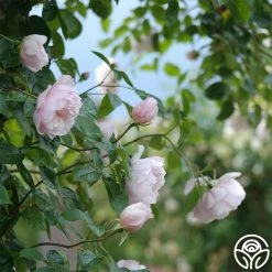 The Generous Gardener™ 24 The Generous Gardener™ -Healthy Plant Shop The Generous Gardener 289