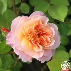 The Impressionist™ 25 The Impressionist™ -Healthy Plant Shop The Impressionist 121