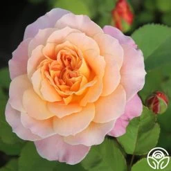 The Impressionist™ 17 The Impressionist™ -Healthy Plant Shop The Impressionist 19