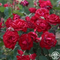 Lady In Red™ -Healthy Plant Shop The Lady In Red 4