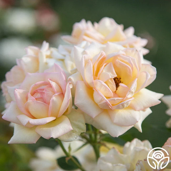 The Lady 6 The Lady - Image 4