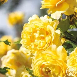 The Poet's Wife -Healthy Plant Shop The Poet s Wife 12