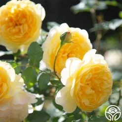 The Poet's Wife -Healthy Plant Shop The Poet s Wife 14