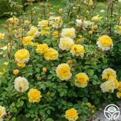 The Poet's Wife -Healthy Plant Shop The Poet s Wife 15