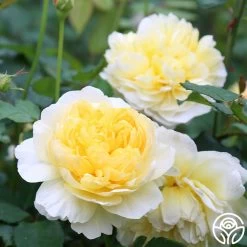 The Poet's Wife -Healthy Plant Shop The Poet s Wife 16