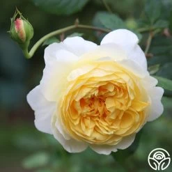 The Poet's Wife -Healthy Plant Shop The Poet s Wife 17