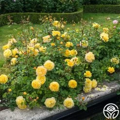 The Poet's Wife -Healthy Plant Shop The Poet s Wife 20