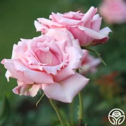 Tiffany -Healthy Plant Shop Tiffany034