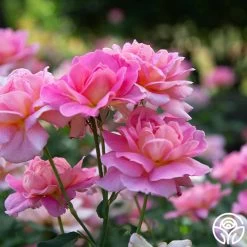 Tiffany -Healthy Plant Shop Tiffany 34