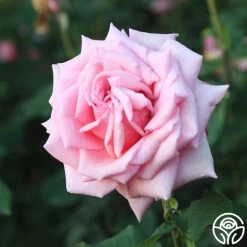 Tiffany -Healthy Plant Shop Tiffany 34d