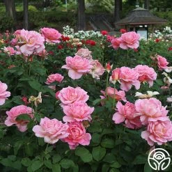 Tiffany -Healthy Plant Shop Tiffany 9094