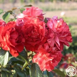 Tropical Lightning 20 Tropical Lightning -Healthy Plant Shop Tropical Lightning 11