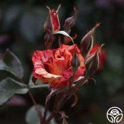 Tropical Lightning 16 Tropical Lightning -Healthy Plant Shop Tropical Lightning 12