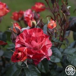 Tropical Lightning 19 Tropical Lightning -Healthy Plant Shop Tropical Lightning 17