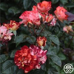 Tropical Lightning 15 Tropical Lightning -Healthy Plant Shop Tropical Lightning 19