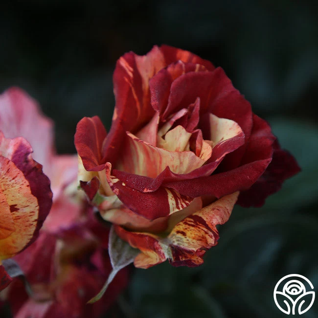 Tropical Lightning 9 Tropical Lightning - Image 7