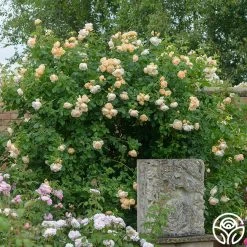 Wollerton Old Hall™ 18 Wollerton Old Hall™ -Healthy Plant Shop Wollerton Old Hall 102