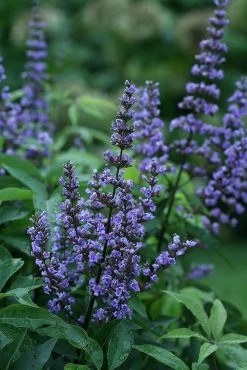Blue Diddley® Chaste Tree - 4" Pot- Vitex Agnus-castus ''SMVACBD'' Ppaf; Cbraf
