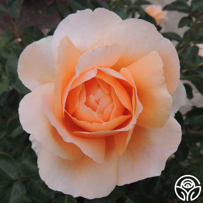 Abbaye De Cluny® 5 Abbaye De Cluny® - Image 3