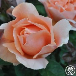 Abbaye De Cluny® 16 Abbaye De Cluny® -Healthy Plant Shop abbaye de cluny 6 2