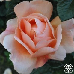 Abbaye De Cluny® 17 Abbaye De Cluny® -Healthy Plant Shop abbaye de cluny 7 2