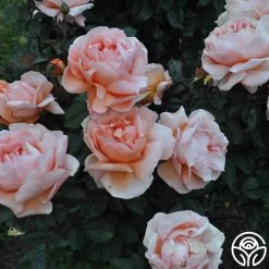 Abbaye De Cluny® 18 Abbaye De Cluny® -Healthy Plant Shop abbaye de cluny 8