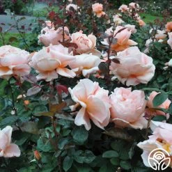 Abbaye De Cluny® 14 Abbaye De Cluny® -Healthy Plant Shop abbaye de cluny 9