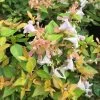 FUNSHINE® Abelia - 4" Pot - Proven Winners -Healthy Plant Shop abelia20funshine20closeup 91557.1615344683