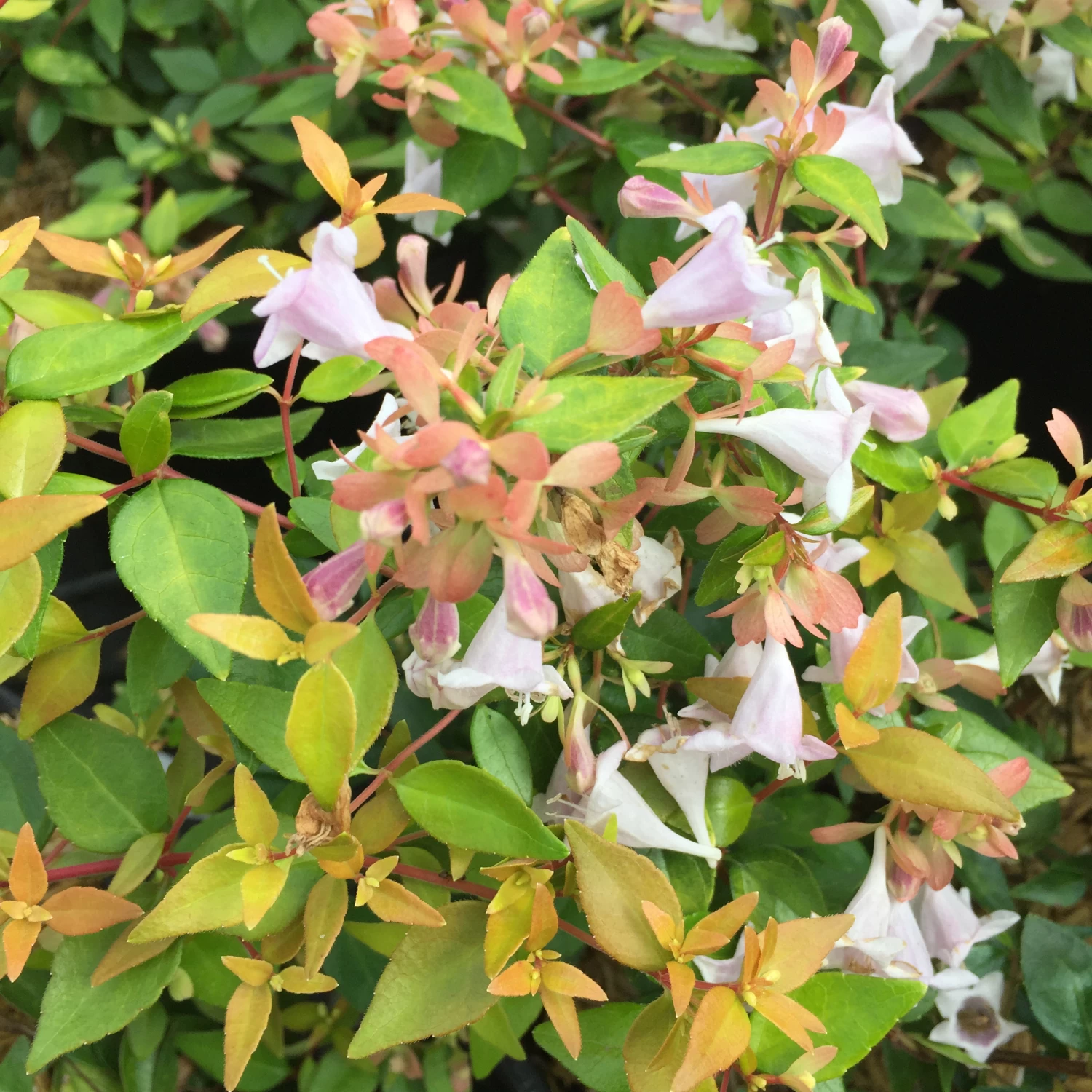 FUNSHINE® Abelia - 4" Pot - Proven Winners 3 FUNSHINE® Abelia - 4" Pot - Proven Winners